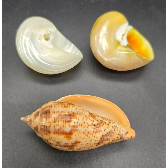 Natural Seashells Snail Hermit Crab Spiral Shells & Volute Cymbiola DH1363 - Picture 7 of 8